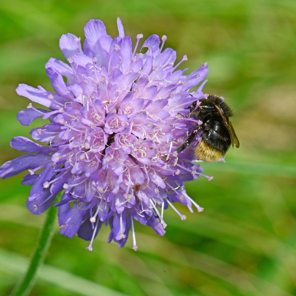 Acker-Witwenblume - Knautia arvensis