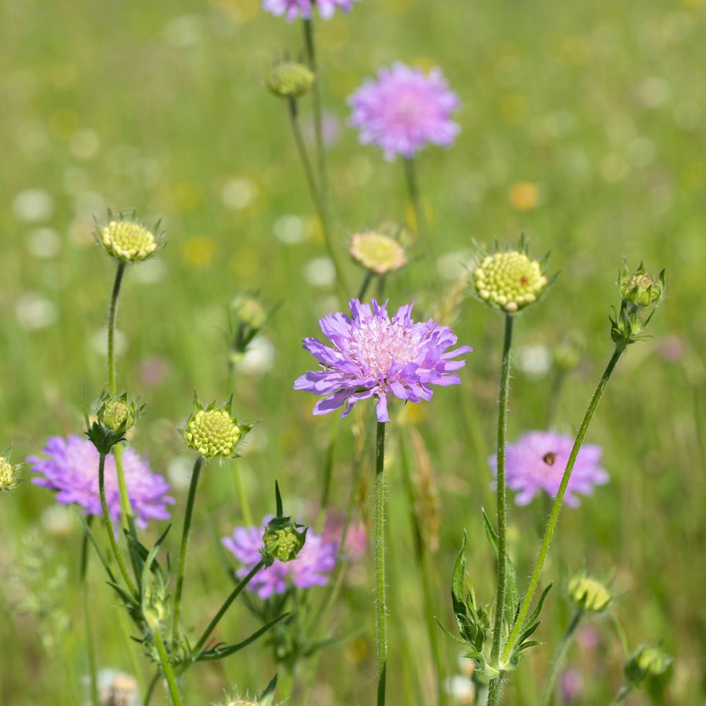 Acker-Witwenblume - Knautia arvensis