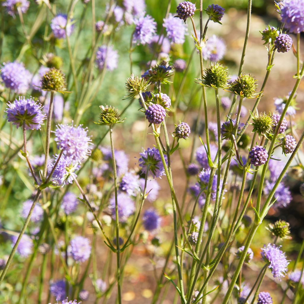 Acker-Witwenblume - Knautia arvensis