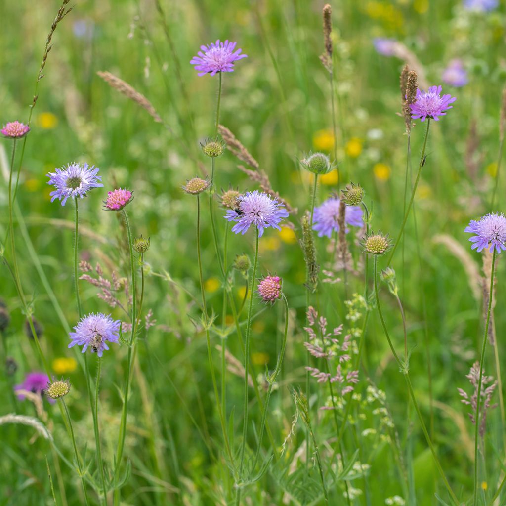 Acker-Witwenblume - Knautia arvensis