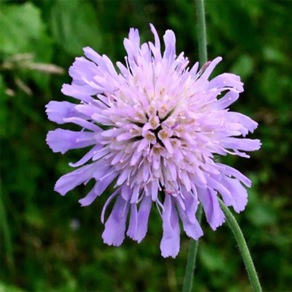 Langblättrige Witwenblume - Knautia longifolia