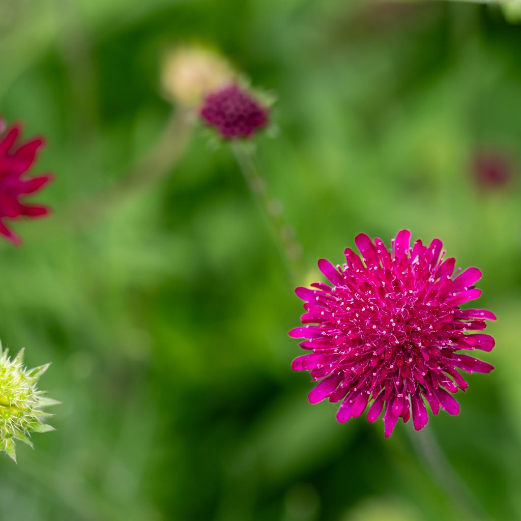 Witwenblume Mars Midget - Knautia macedonia