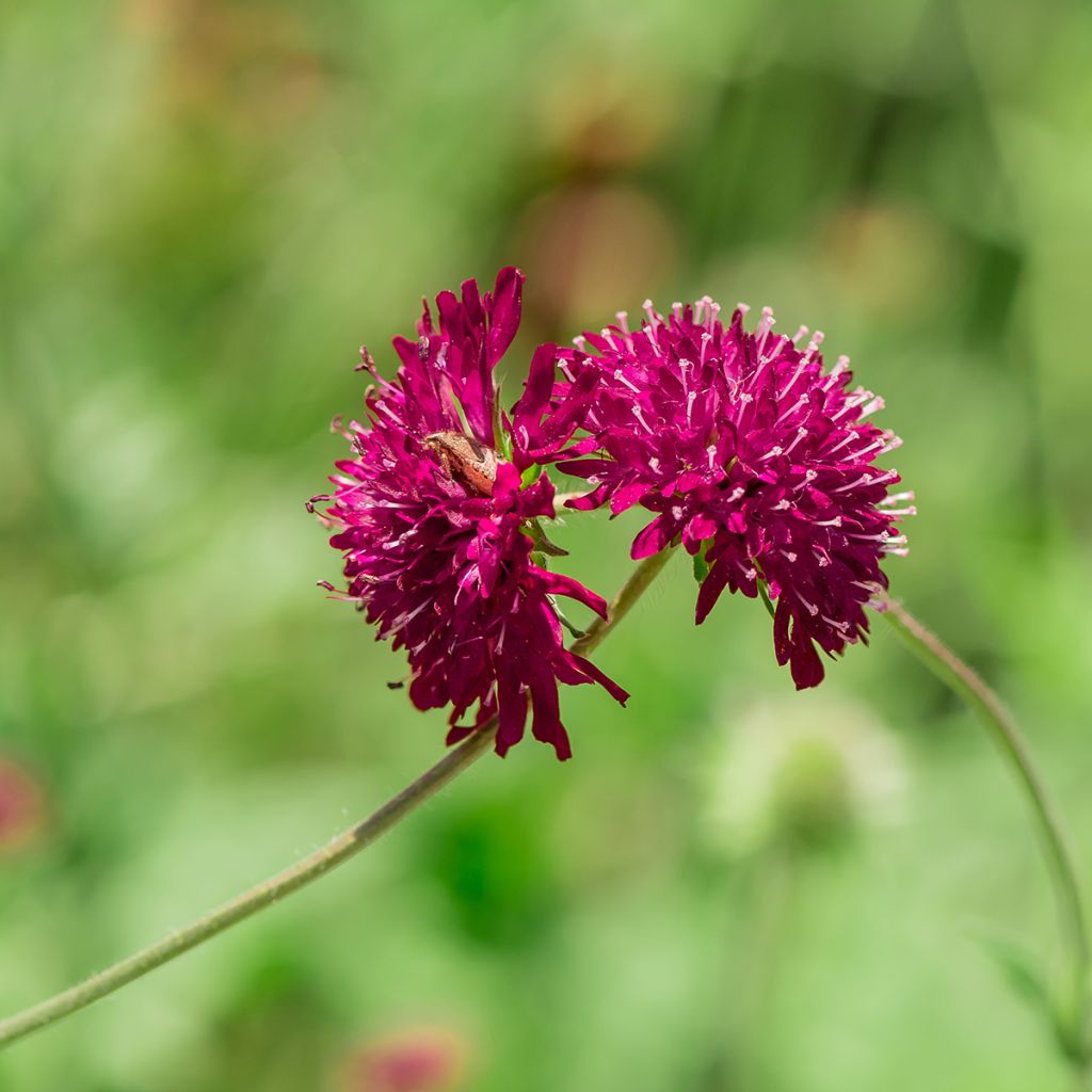 Mazedonische Witwenblume - Knautia macedonica