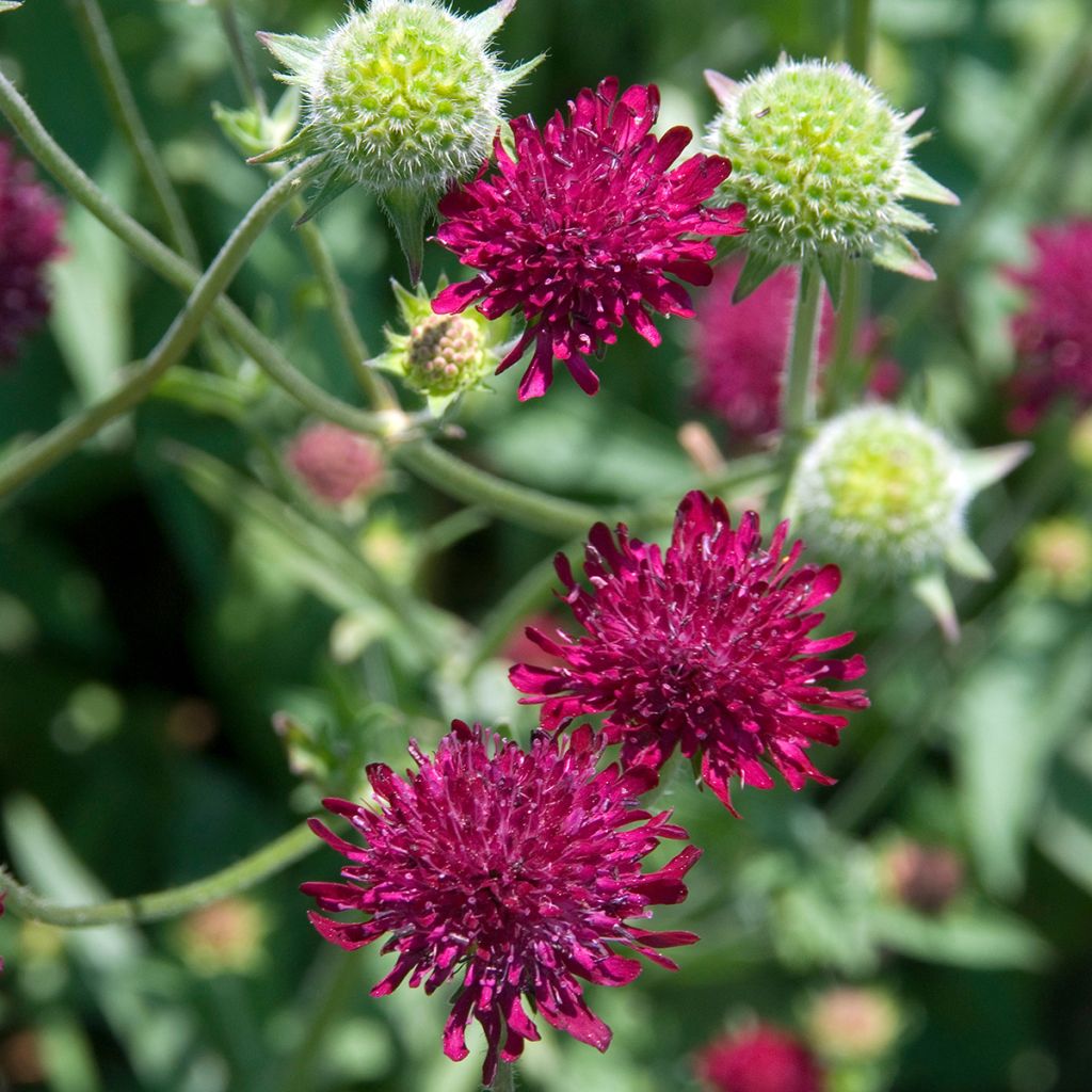 Mazedonische Witwenblume - Knautia macedonica