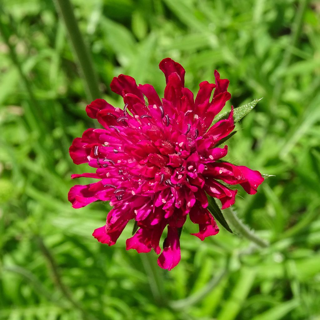 Mazedonische Witwenblume - Knautia macedonica