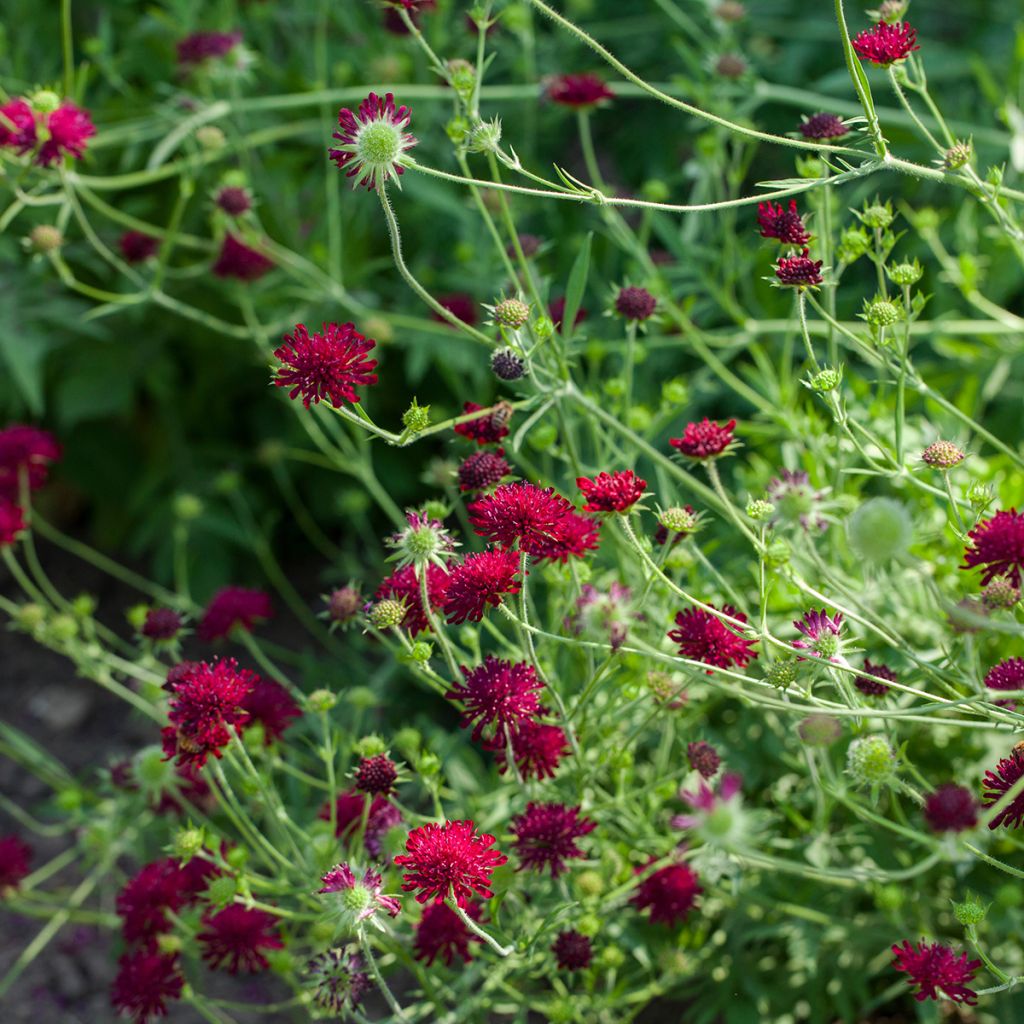 Mazedonische Witwenblume - Knautia macedonica