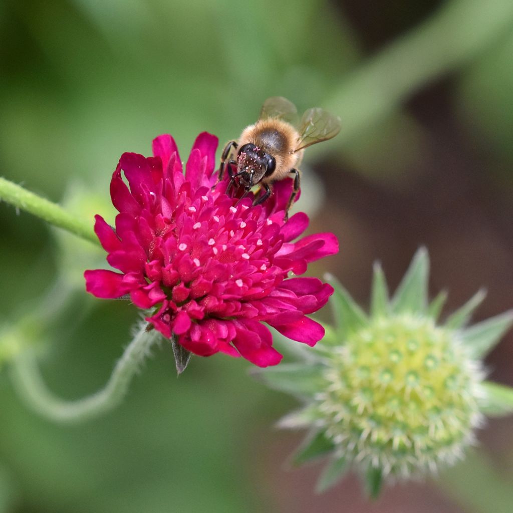 Mazedonische Witwenblume - Knautia macedonica