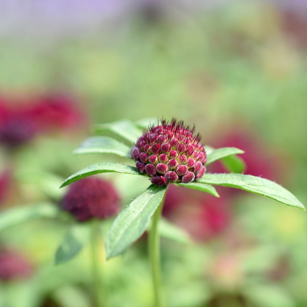 Mazedonische Witwenblume - Knautia macedonica