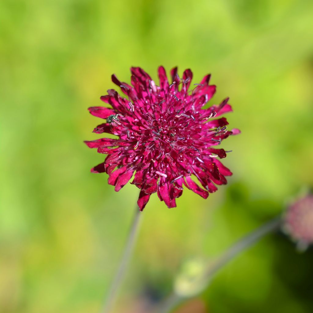 Mazedonische Witwenblume - Knautia macedonica