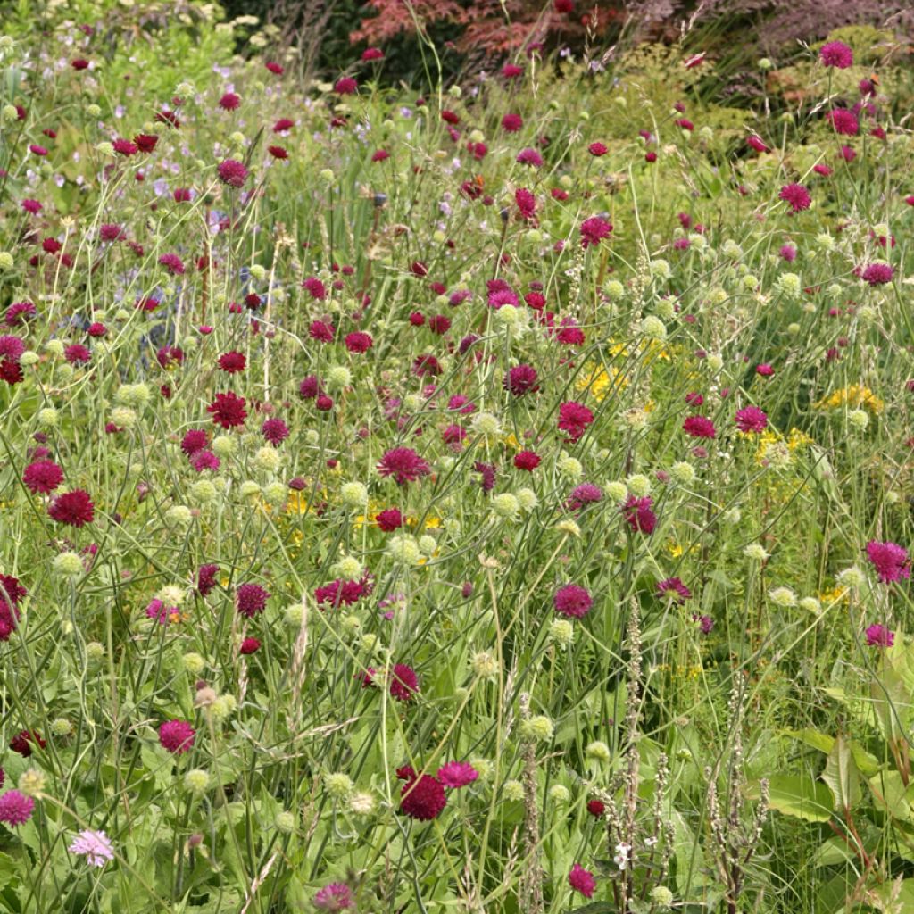 Mazedonische Witwenblume - Knautia macedonica