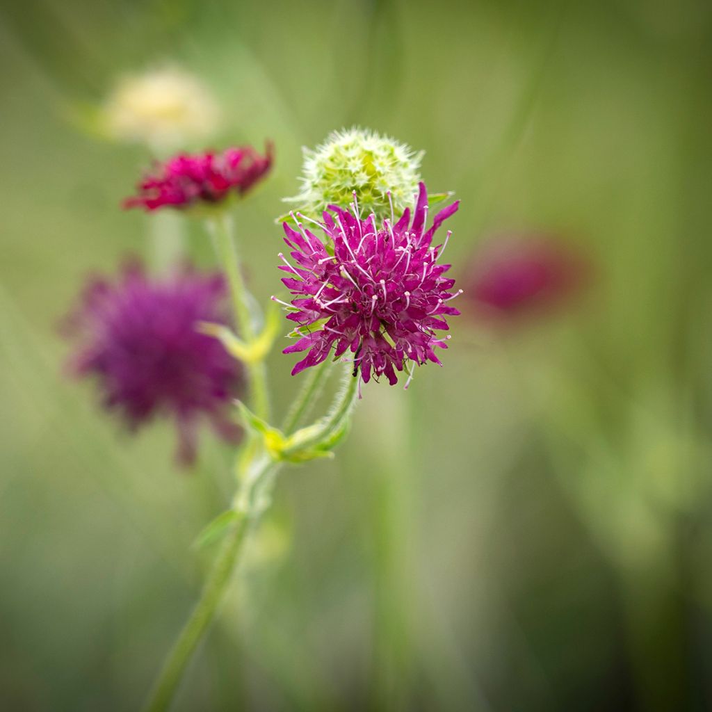 Witwenblume Red Knight - Knautia macedonia