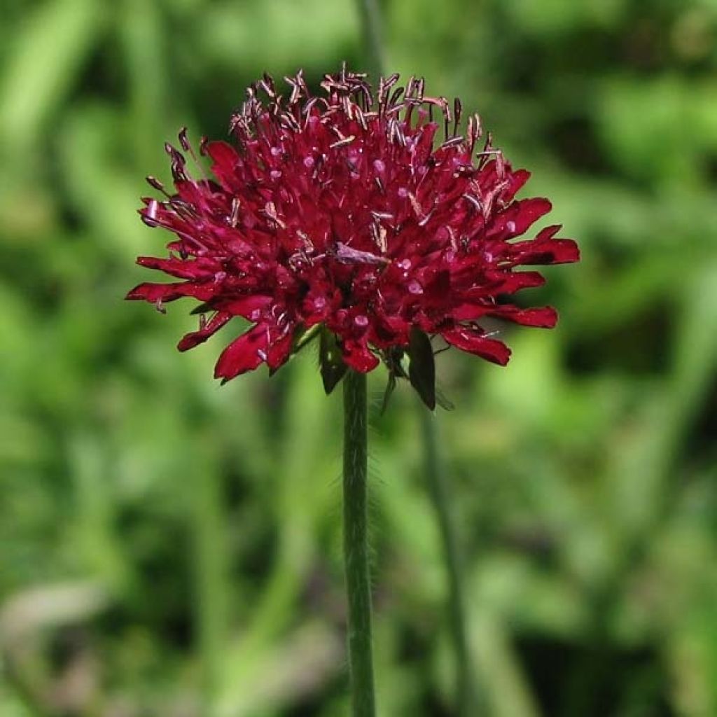 Mazedonische Witwenblume - Knautia macedonica