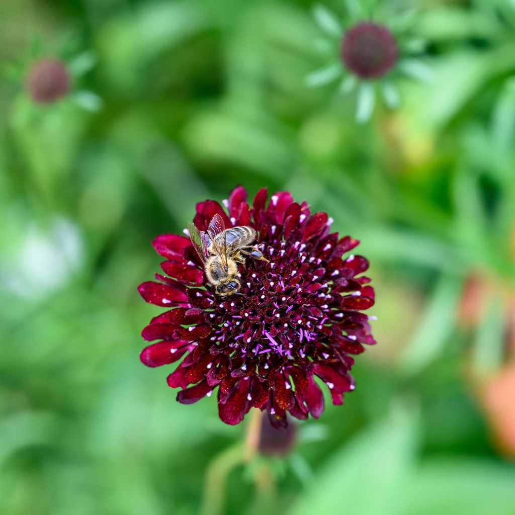 Witwenblume Thunder and Lightning - Knautia macedonica