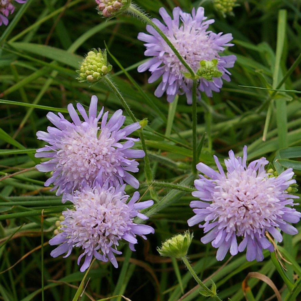 Acker-Witwenblume - Knautia arvensis