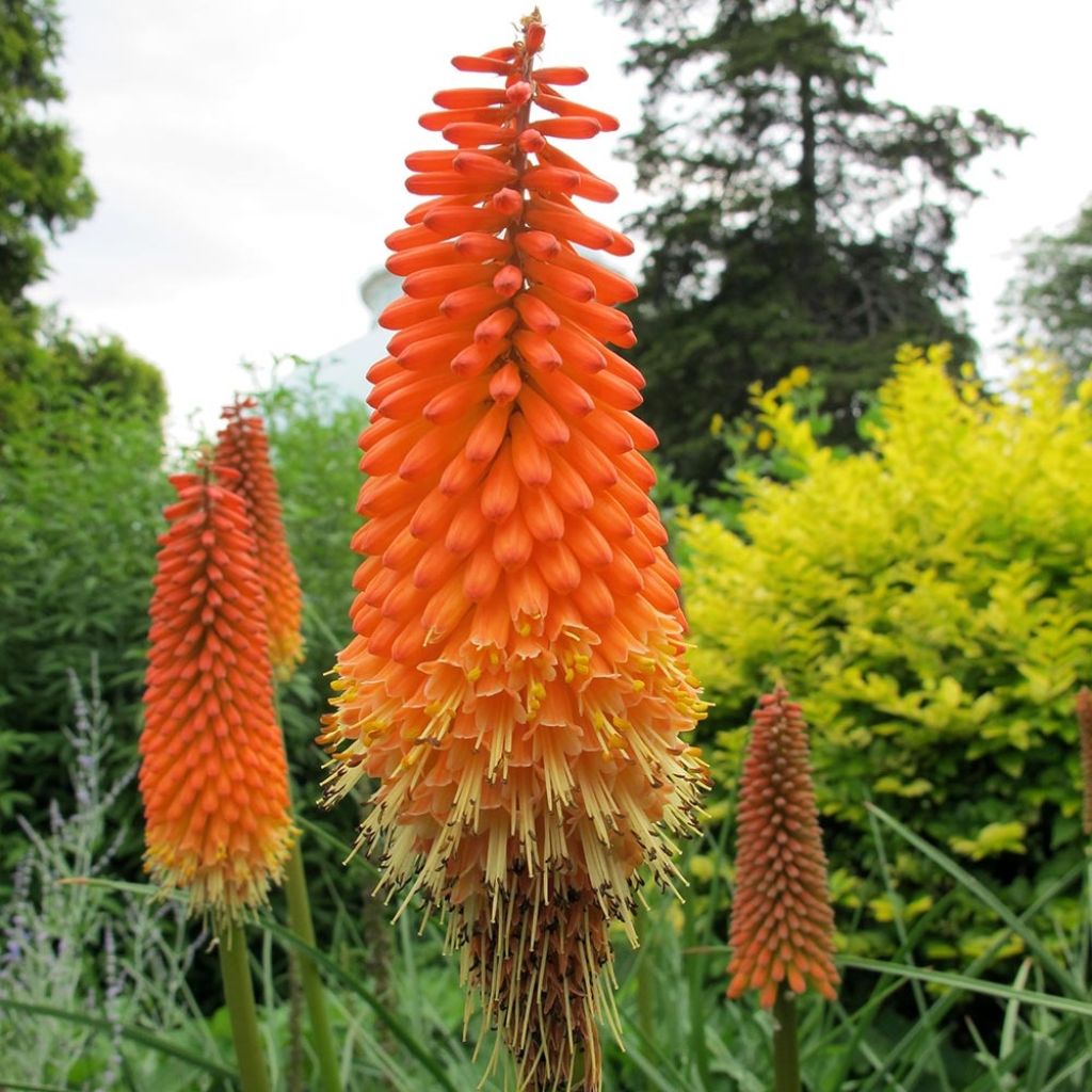 Fackellilie Alcazar - Kniphofia