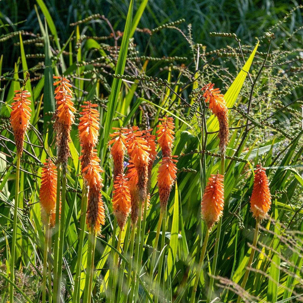 Fackellilie Alcazar - Kniphofia