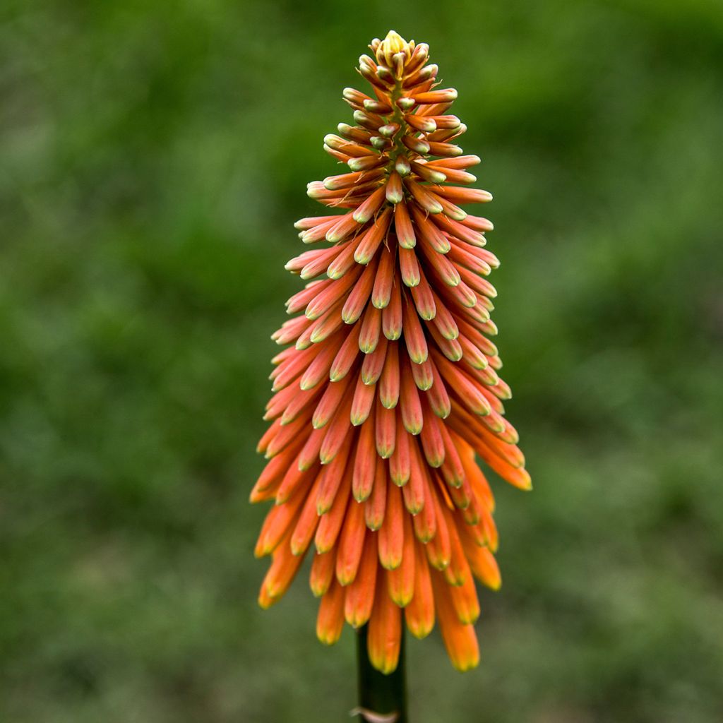 Fackellilie Alcazar - Kniphofia