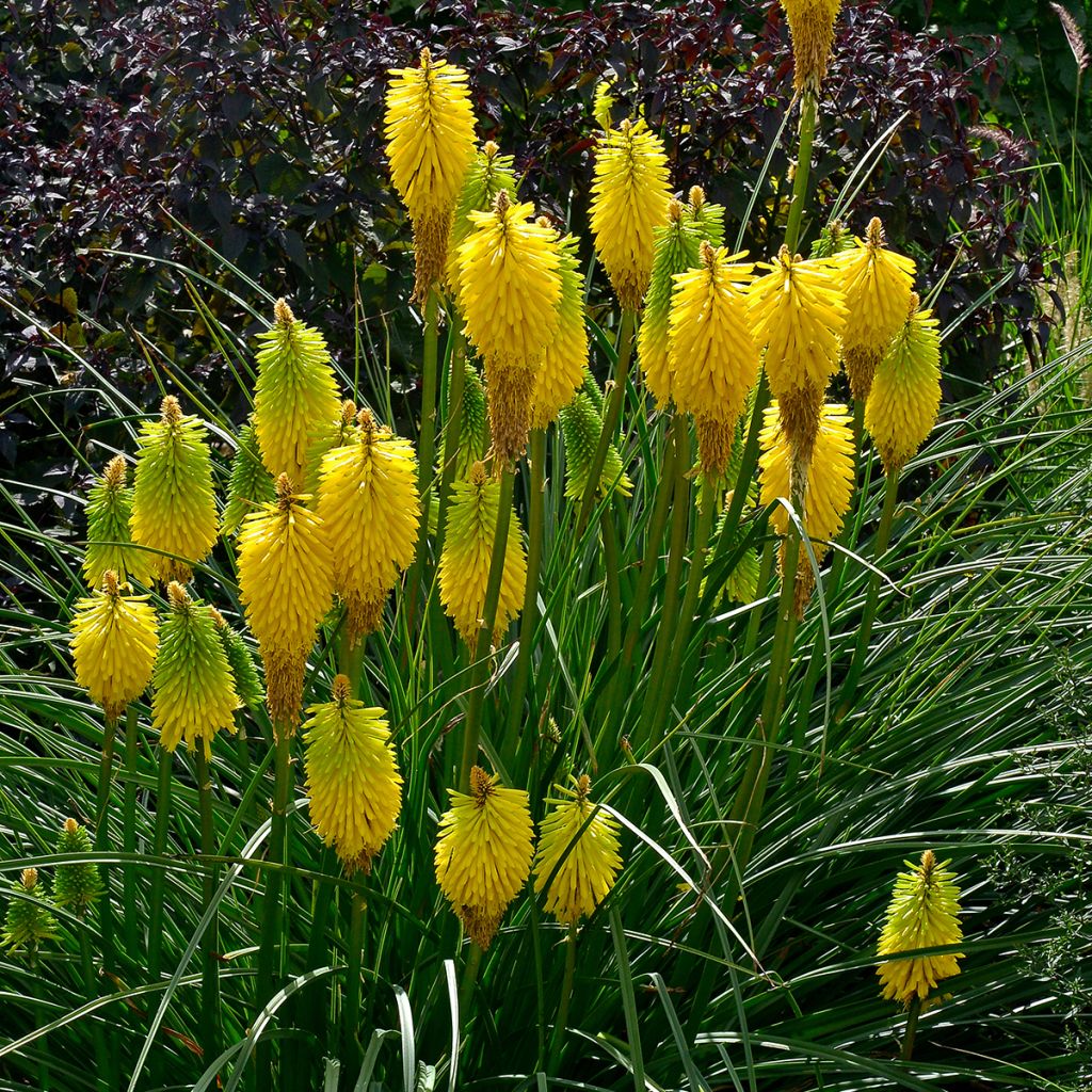 Fackellilie Bees Lemon - Kniphofia