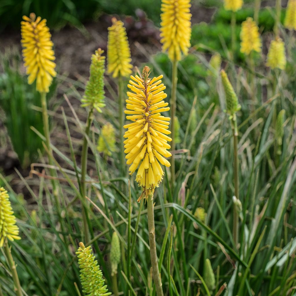 Fackellilie Bees Lemon - Kniphofia