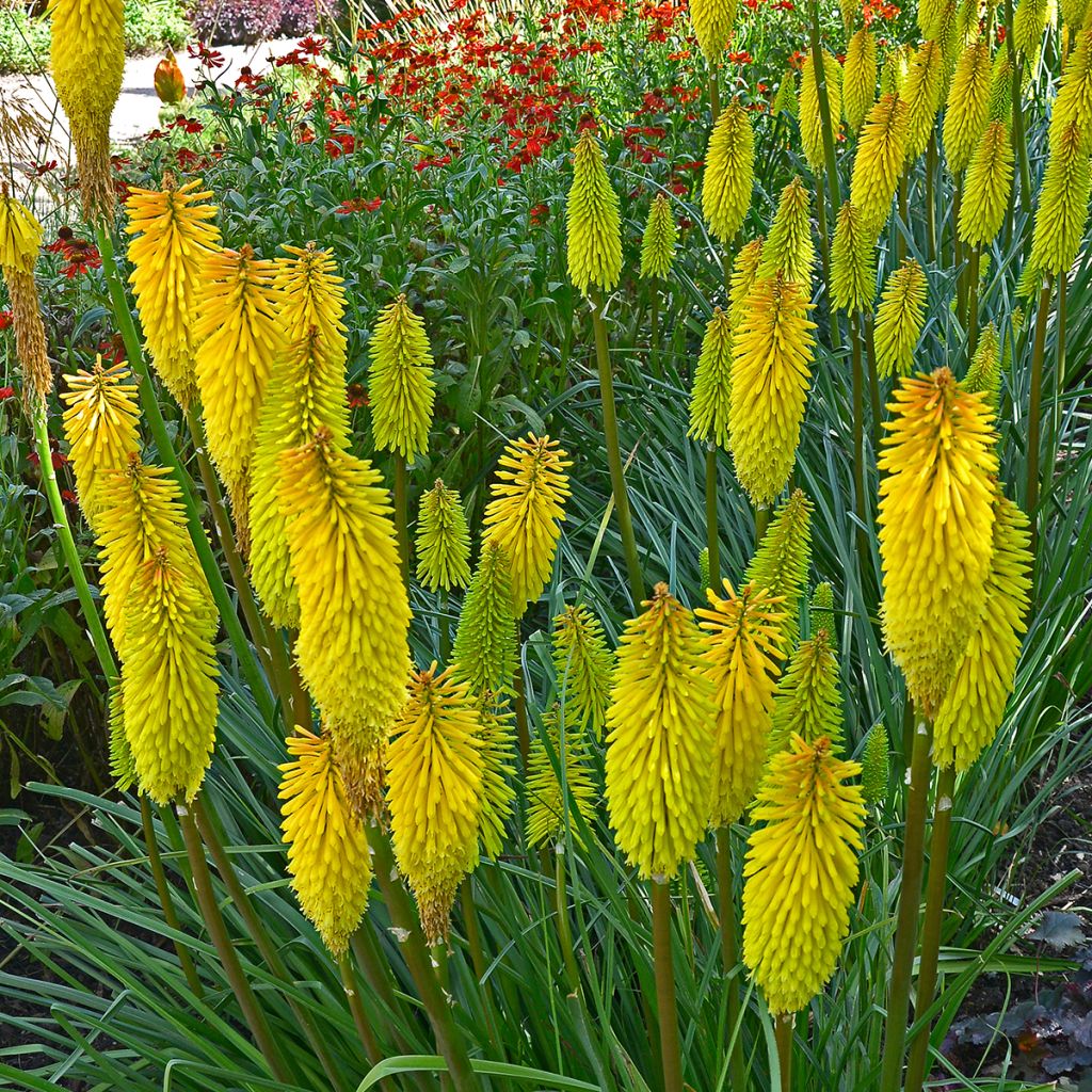 Fackellilie Bees Lemon - Kniphofia