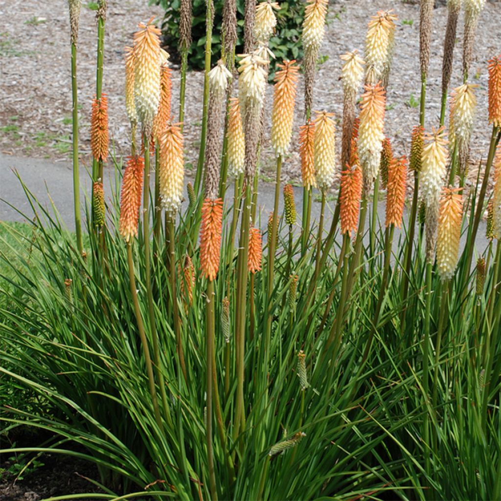 Kniphofia Cobra - Tritoma