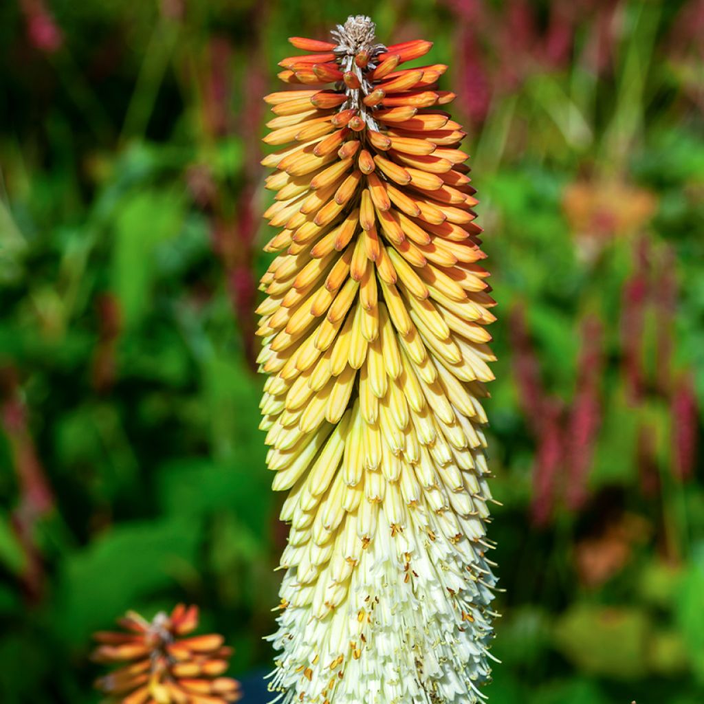 Fackellilie Cobra - Kniphofia