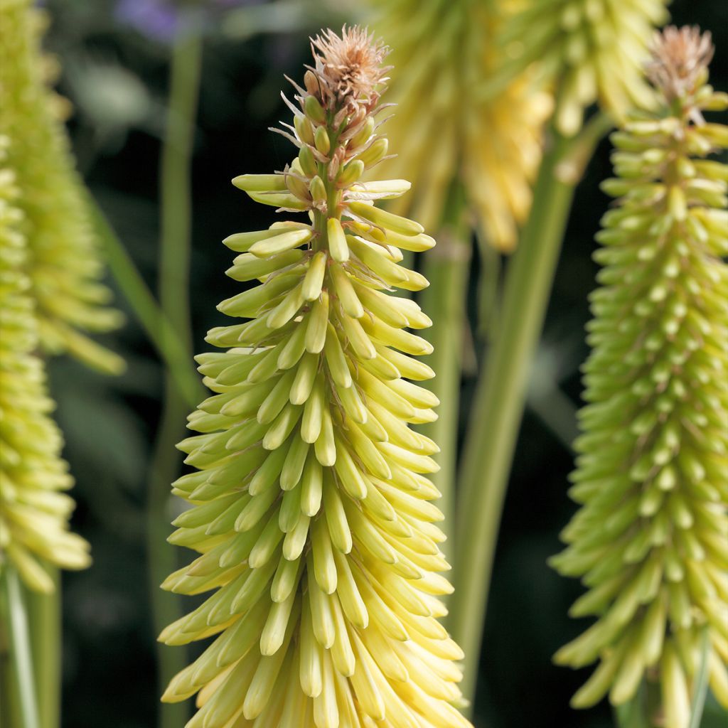 Kniphofia Dingaan - Tritoma