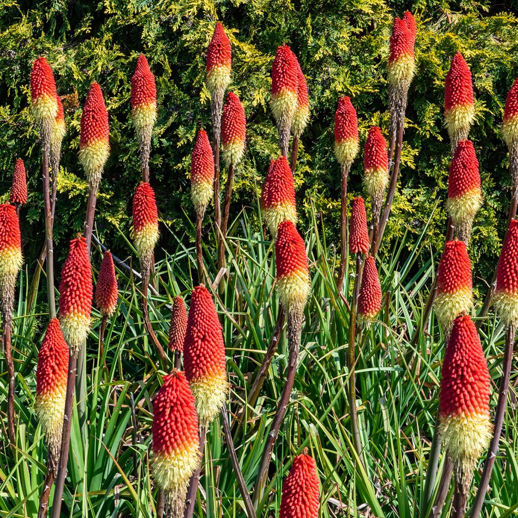 Fackellilie Flamenco - Kniphofia