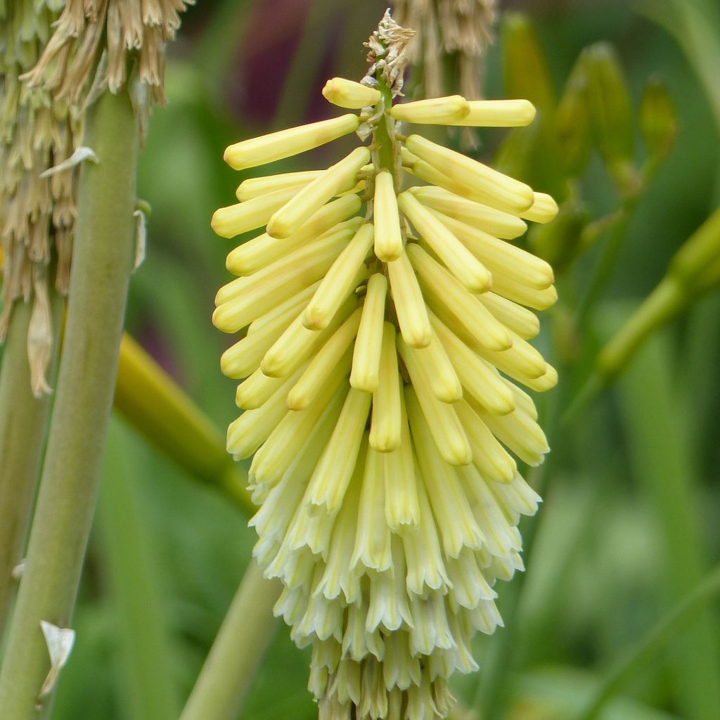 Fackellilie Green Jade - Kniphofia