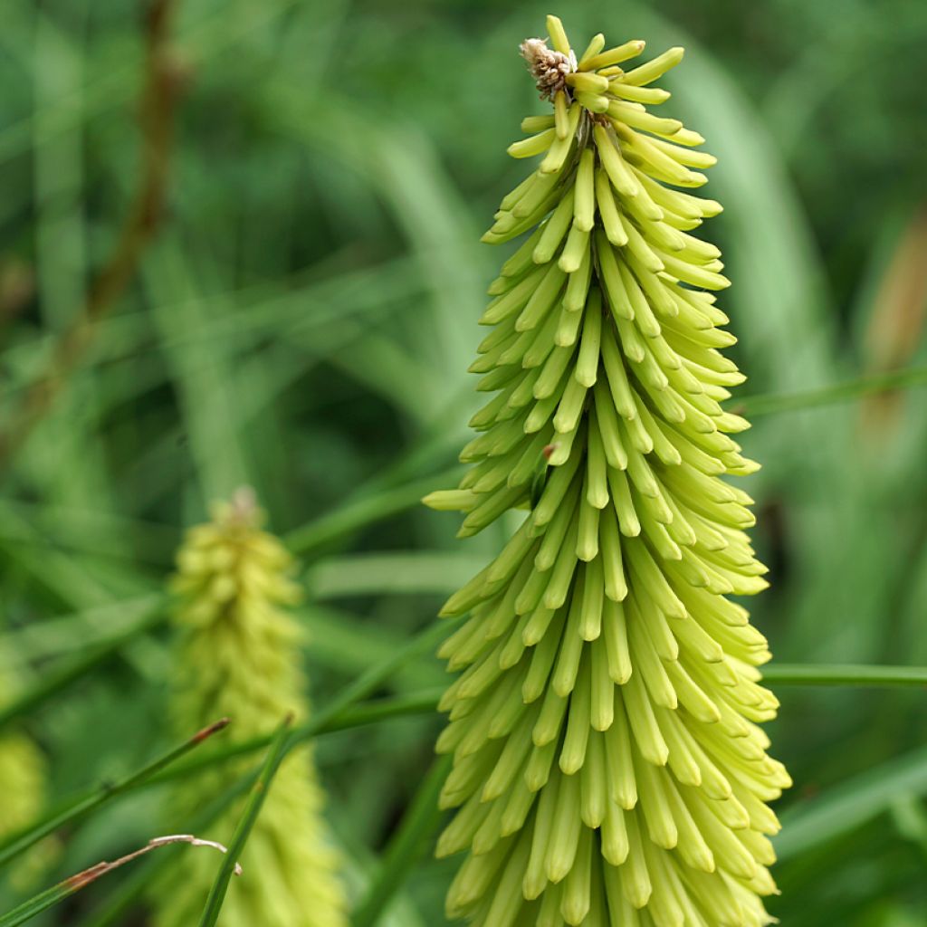 Fackellilie Green Jade - Kniphofia