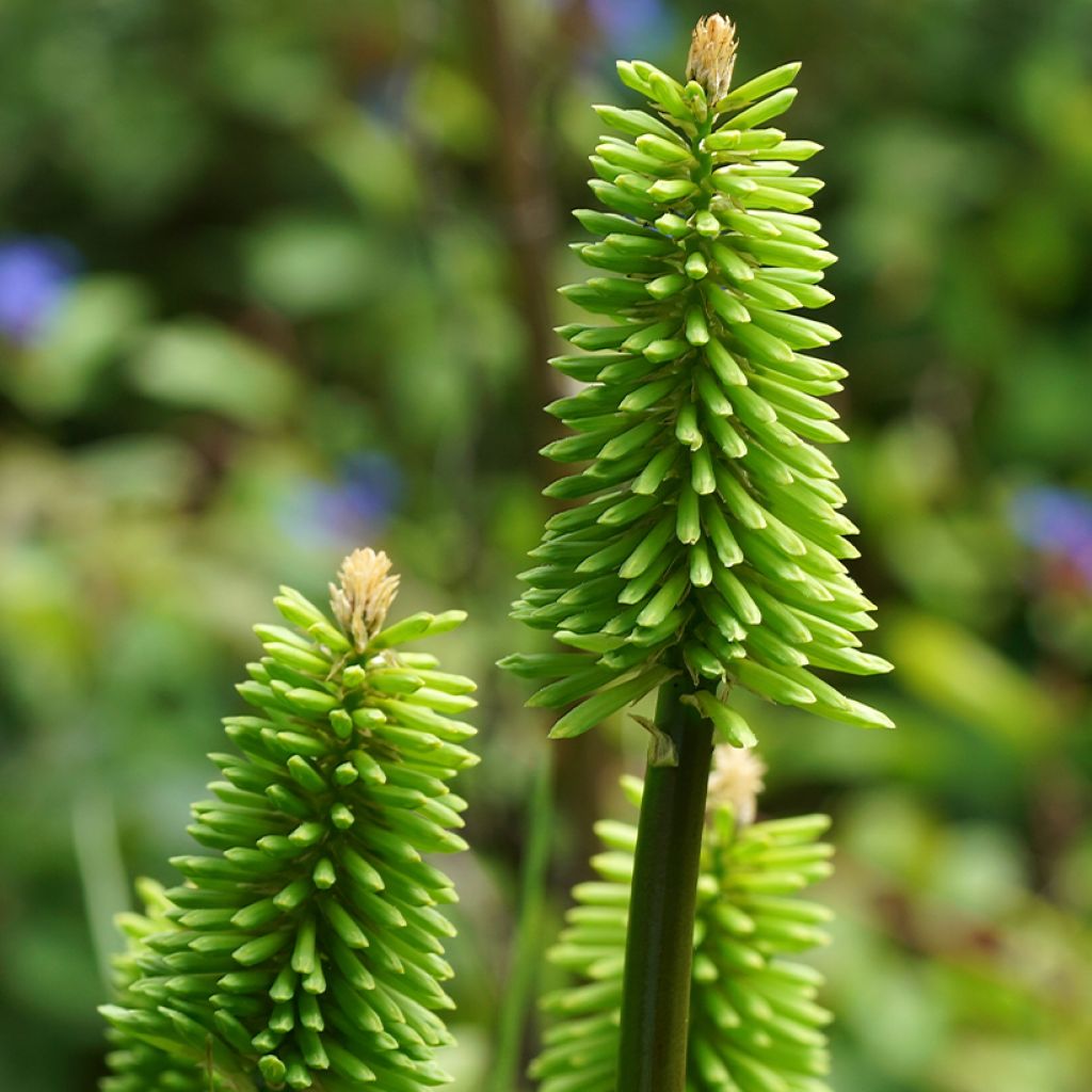 Fackellilie Green Jade - Kniphofia