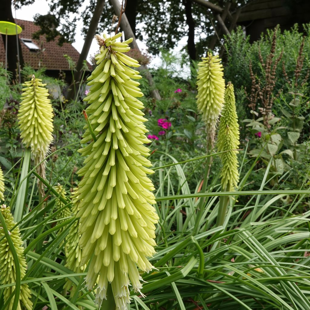 Fackellilie Green Jade - Kniphofia