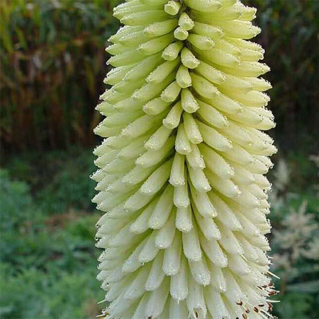 Fackellilie Ice Queen - Kniphofia