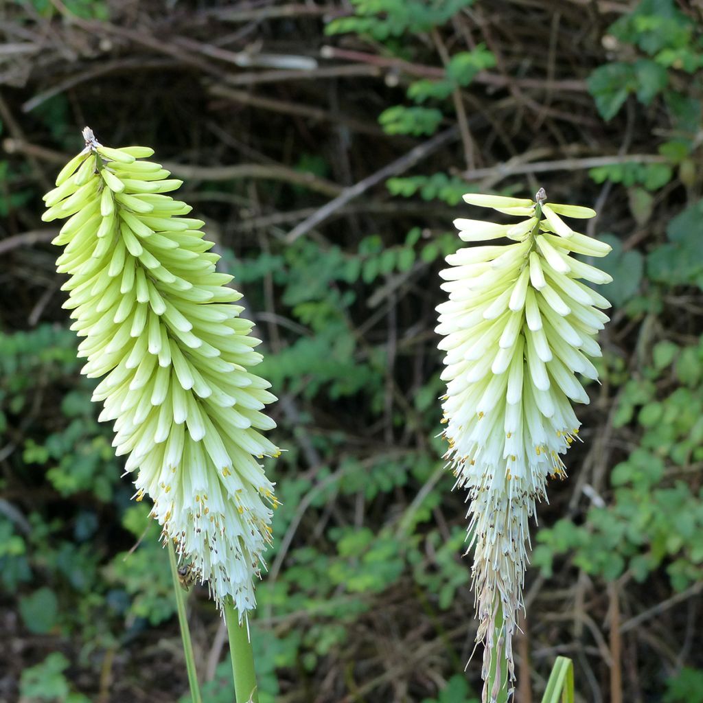 Fackellilie Ice Queen - Kniphofia