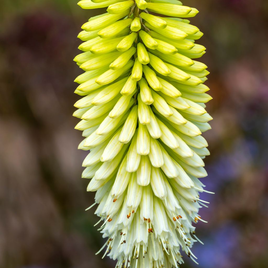 Fackellilie Ice Queen - Kniphofia