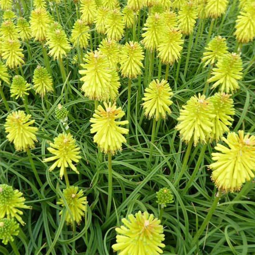 Fackellilie Limelight - Kniphofia