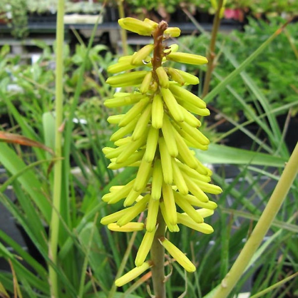 Fackellilie Little Maid - Kniphofia