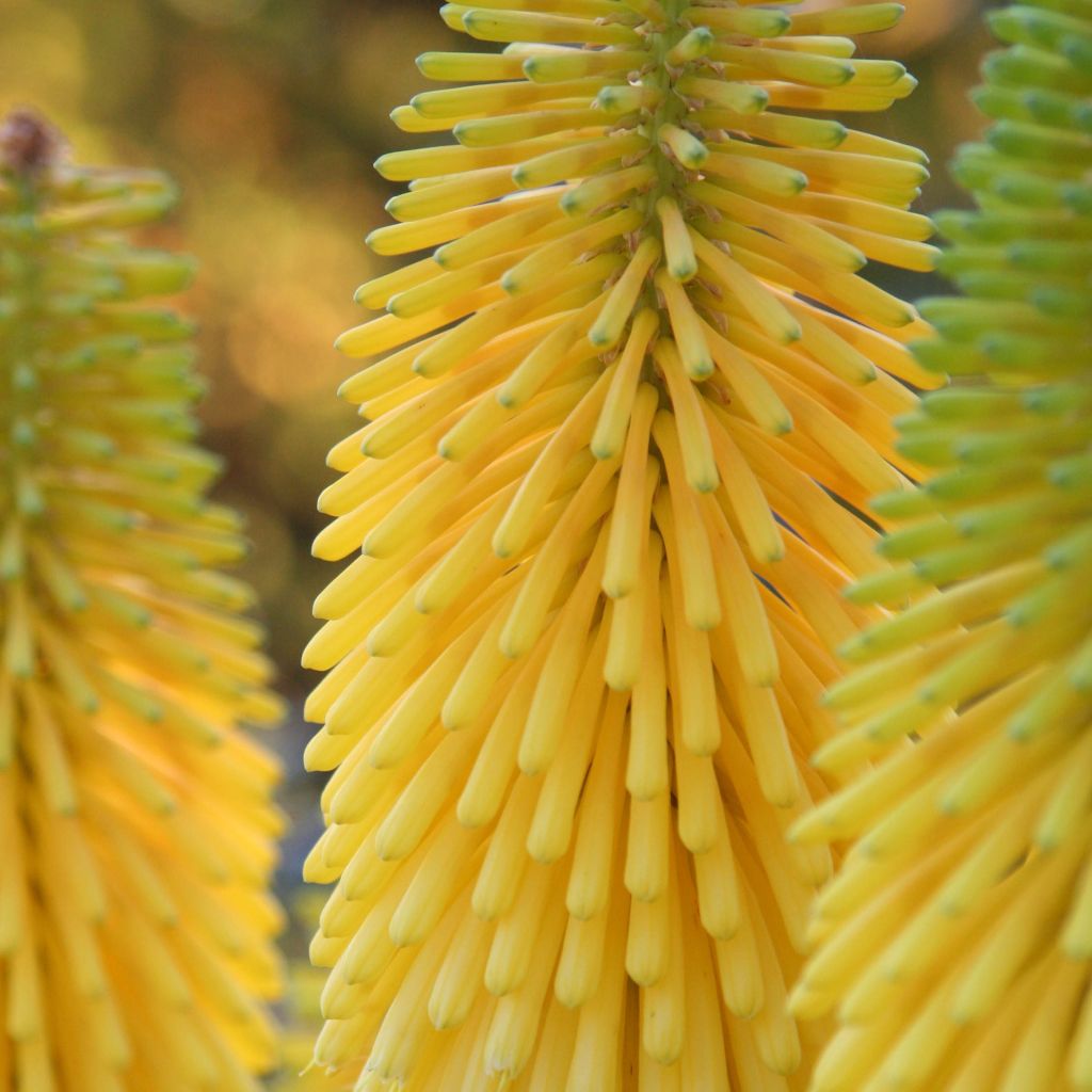 Fackellilie Minister Verschuur - Kniphofia