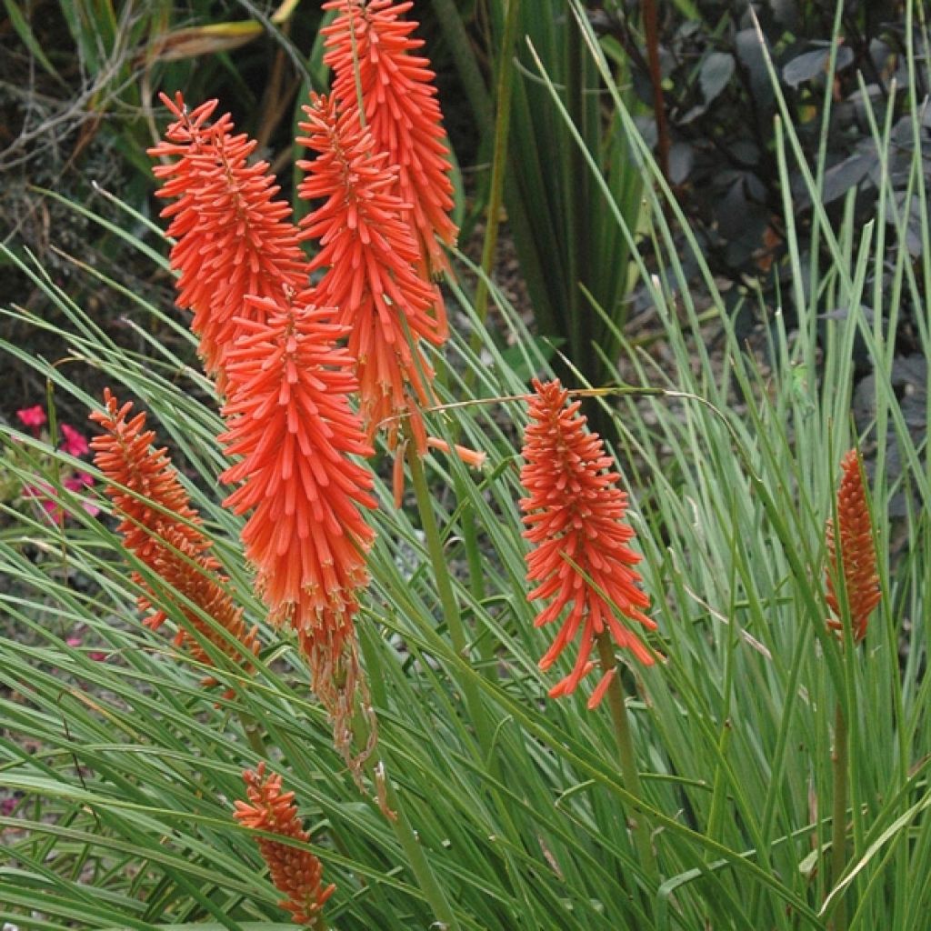 Garten-Fackellilie Nancy's Red - Kniphofia uvaria