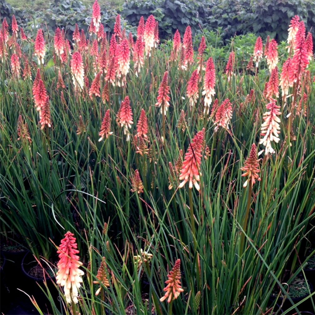 Kniphofia Orange Vanilla Popsicle - Tritoma rouge, orange et blanc