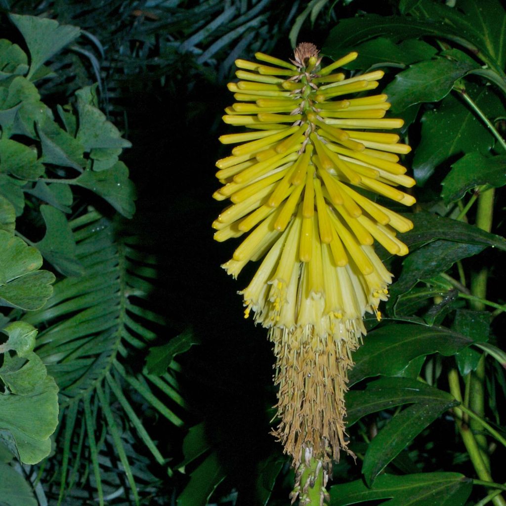 Kniphofia Percy s Pride - Tritoma jaune vert