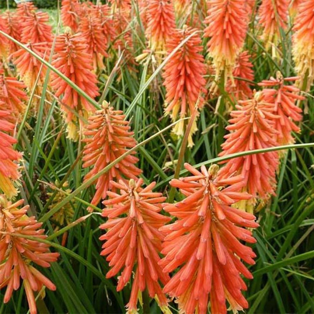 Fackellilie Redhot Popsicle - Kniphofia