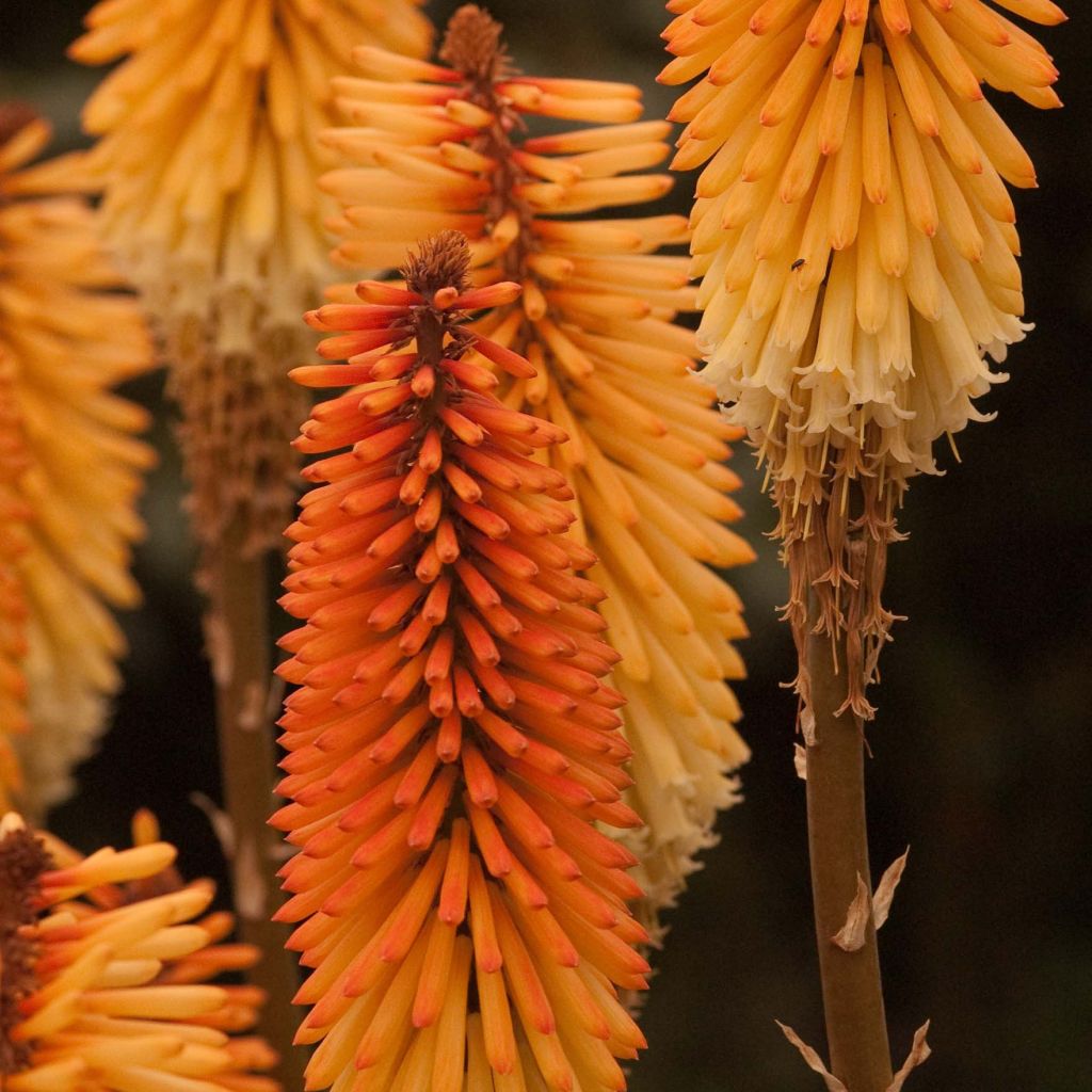 Fackellilie Tawny King - Kniphofia