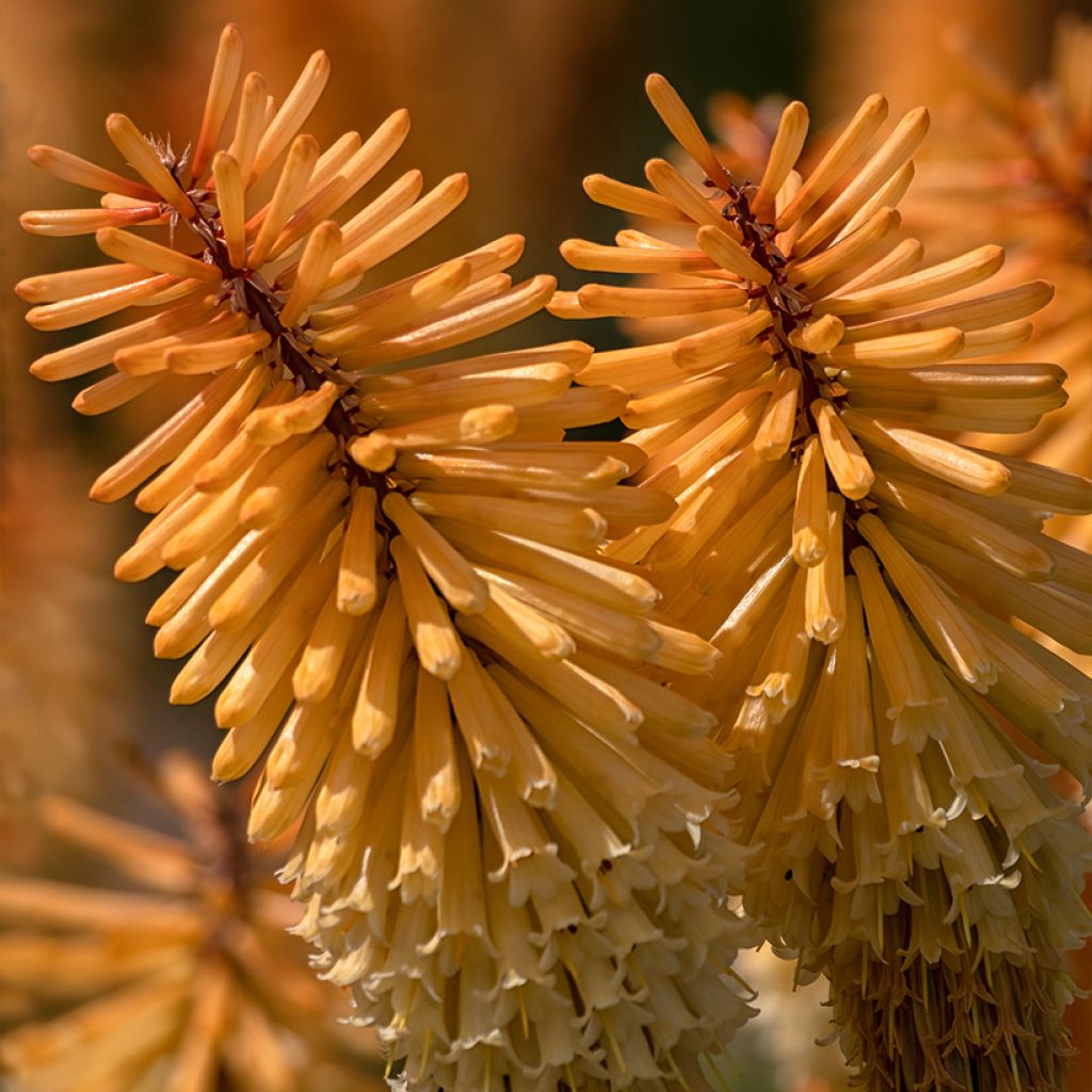 Fackellilie Tawny King - Kniphofia