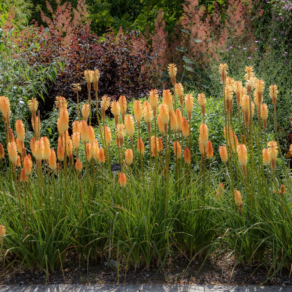 Fackellilie Tawny King - Kniphofia