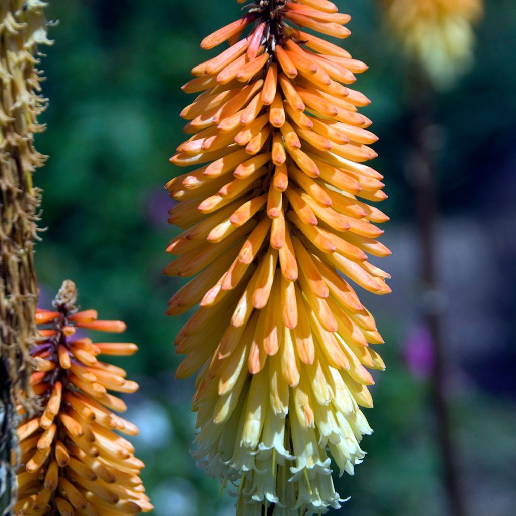 Fackellilie Tawny King - Kniphofia