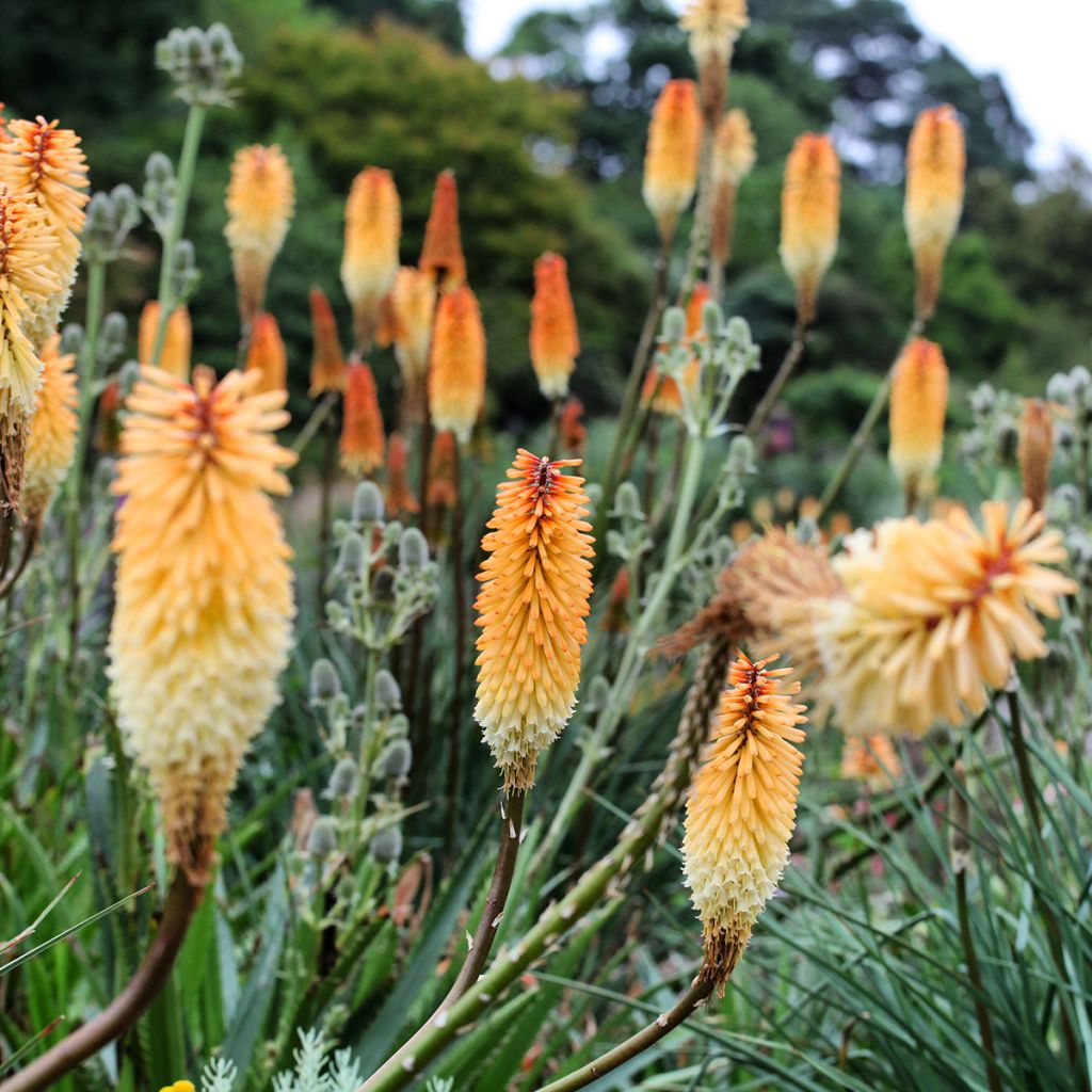 Fackellilie Tawny King - Kniphofia