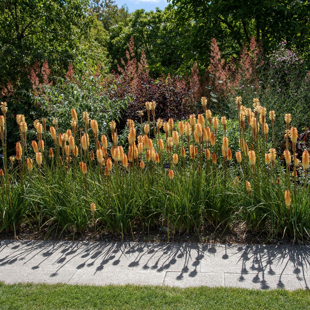 Fackellilie Tawny King - Kniphofia