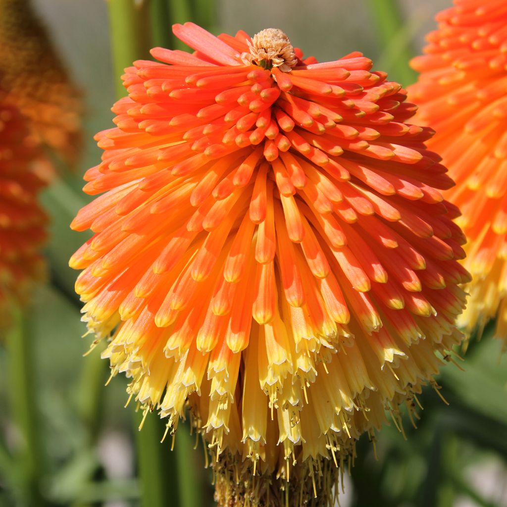 Fackellilie Traffic Lights - Kniphofia