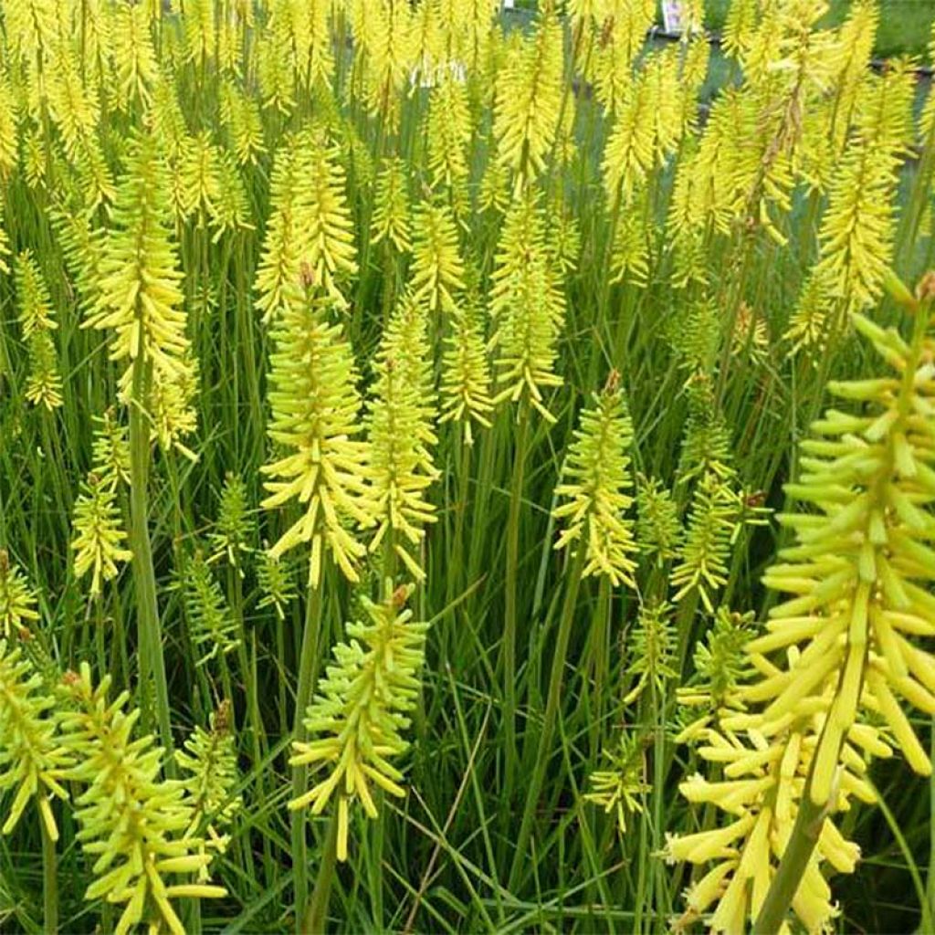 Fackellilie Vanilla - Kniphofia